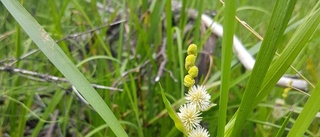 Finspång efter i florainventering