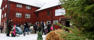 Kalven Sigge dragplåster på ridskolan