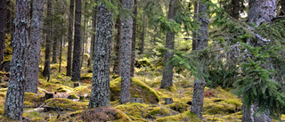 Skogen är en livsviktig resurs för landsbygden