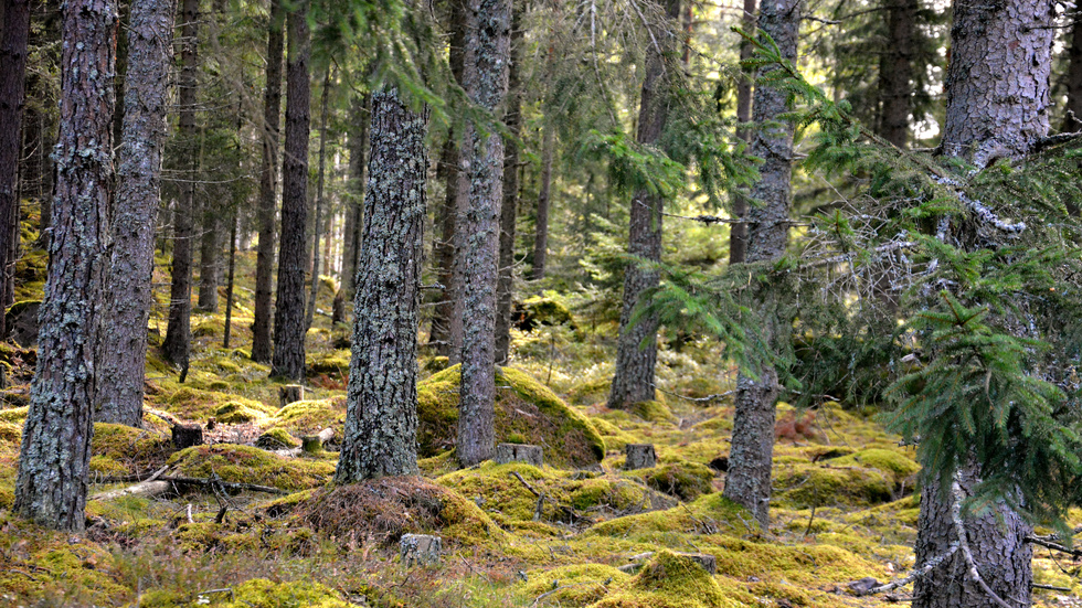 "Sverige och världen står inför stora utmaningar att minska koldioxidutsläppen. I det sammanhanget är den brukade skogen en ovärderlig resurs", skriver Jesper Hulterström.