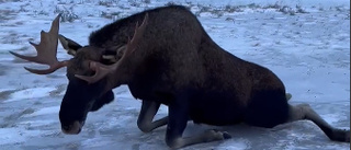  King of forest not so hot on ice - reindeer herder to the rescue