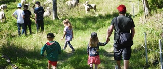 Sommar på riktigt - tacka fåren för det