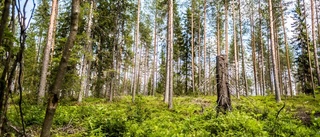 "Detta vore döden för Luleå som båtstad"