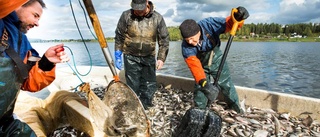 Kampen för en algfri sjö fortsätter