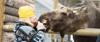 Nya attraktionen ska locka utländska turister