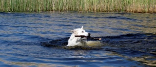 Ordna med badplats för hunden