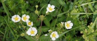 Vilda blommor lockade i Berthåga