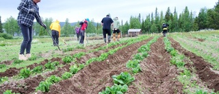 Potatissällskapet: "Det är inte bara pyssel, vi ska få potatis"