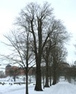 Almar fälls i Botaniska trädgården