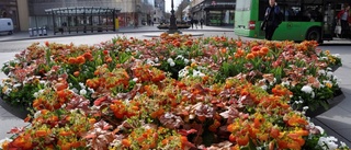 Uppsalas vårflor i full prakt