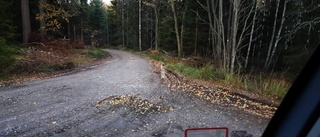 Torunn var med om ovanligt djurmöte