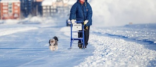 Bildextra: Luleåborna hyllar vårvintern