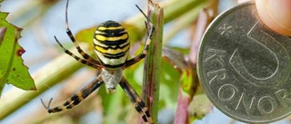 Getingspindel dök upp vid lotten