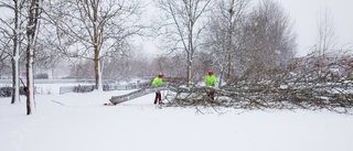 Döende askar föll i snöyran