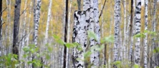 Skog i Tierp ska skyddas