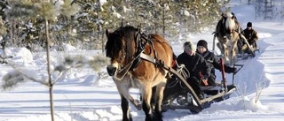 Avancerat men skonsamt med häst i skogen