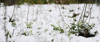 Lista: Så är snödjupet i Norrbotten