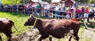 Glada kossor på sommarbete