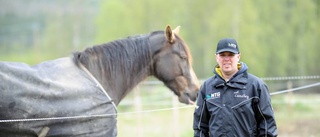 Bodenkusken kan inte tänka sig äta upp sina travhästar