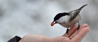 Det finns ljus i dunklet- titta här