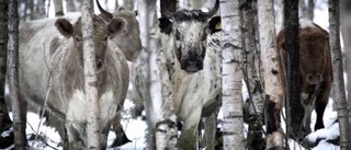 Jakande dom i striden - då tänker Nordin sluta