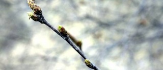 Tiden inne för pollen