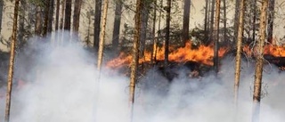 Skogsbrand som gynnar växt- och djurliv