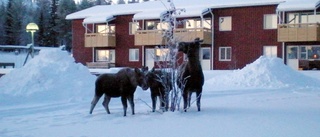 Älgarna ska lockas bort