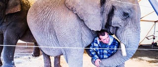 Stopp för elefanter på cirkus