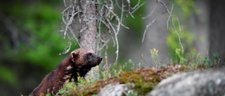 En magisk helg i de finska skogarna