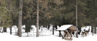 Rådjuren är deras trogna besökare