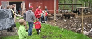 Första betessläppet med publik