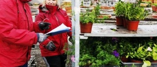 Nu fylls stan med blomsterfägring stor