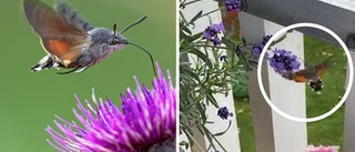 "Kolibrin" besökte Anette i Linköping: "Aldrig sett något sådant" • Se filmen här