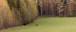 Björn siktad på Norrabyn