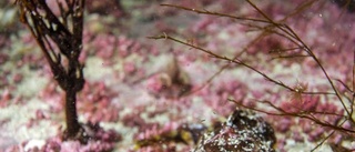 Älvsbydykare i Norska havet