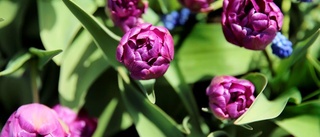 Luleå gör vågen för marint blomtema