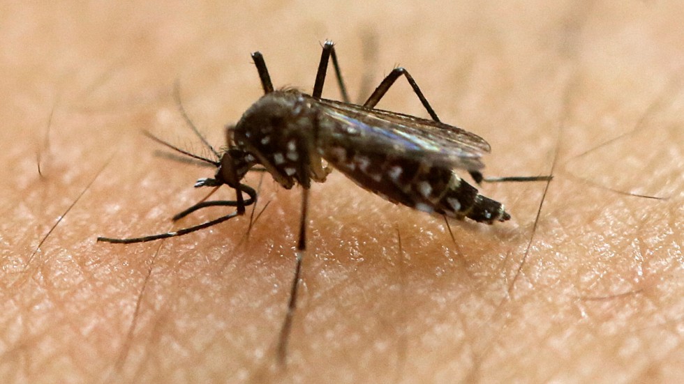 En flitig spridare av denguefeber är myggan Aedes aegypti, som också sprider andra virussjukdomar. Arkivbild.