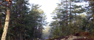 Kommunen gallrar skog i Loftahammar