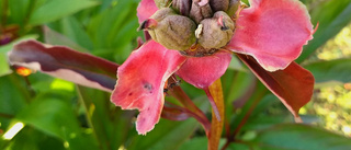 Trädgårdens blommor ger frukt 