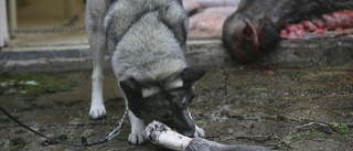 Sköt hund av misstag – trodde det var en räv