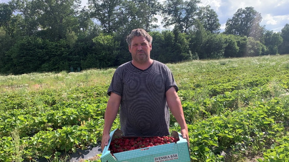 Värmen har satt fart på jordgubbarna och i takt med att produktionen ökar sjunker priserna. På Kilfröslunda gård blir stora delar av skörden oplockad. ”Vi har ju valt självplock och att plötsligt få tag på personal är inte möjligt, inte minst ekonomiskt”, säger Anders Norlén.