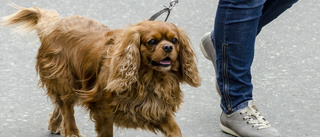 Gångare går på vänster sida – med hunden innanför