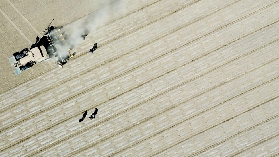 Bomullsplantage i Xinjiang, Kina. Arkivbild.