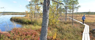 Spännande turistsatsningar i Jänkisjärvi