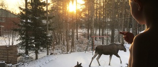 Läsarbilden: Älgar på besök   