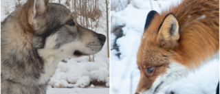 Trodde jämthund var räv – sköt ihjäl den från 30 meter: "Förstår inte hur jag kunde ta så fel"