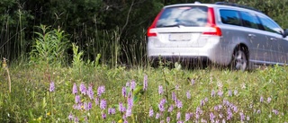 Se: Fridlysta blommor som finns i diket