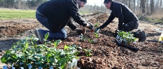 Nu är de gotländska teplantorna i jorden