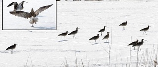 Storspoven höll rådslag